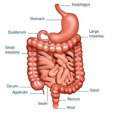 5039 GC Medical Illustrations 1080x1080px grace blue 5039 GC Medical Illustrations 1080x1080px grace blue